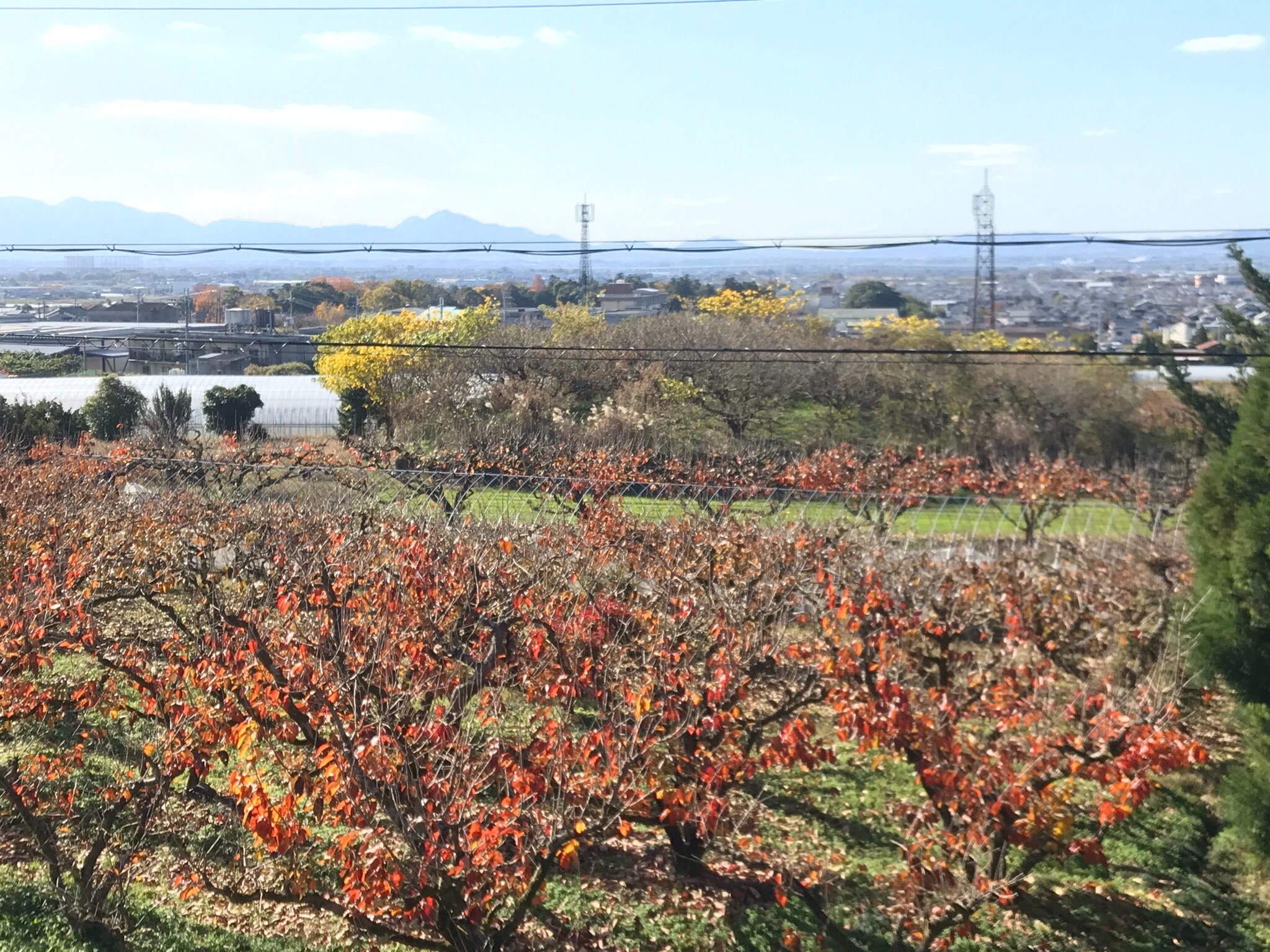 個室　梅からの眺め