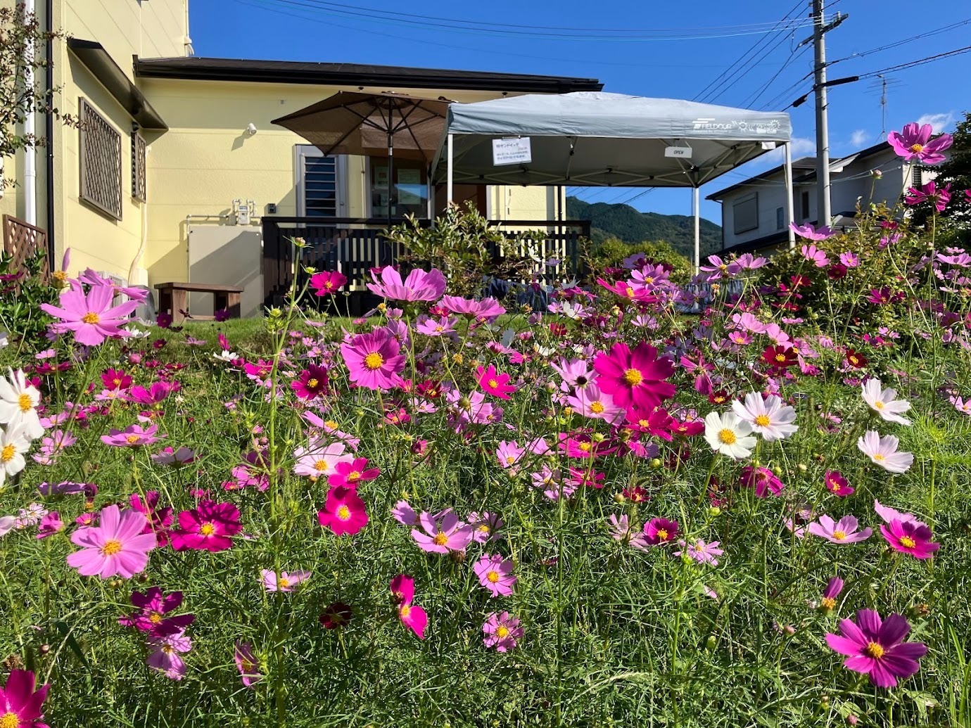 コスモス畑とカフェテラス