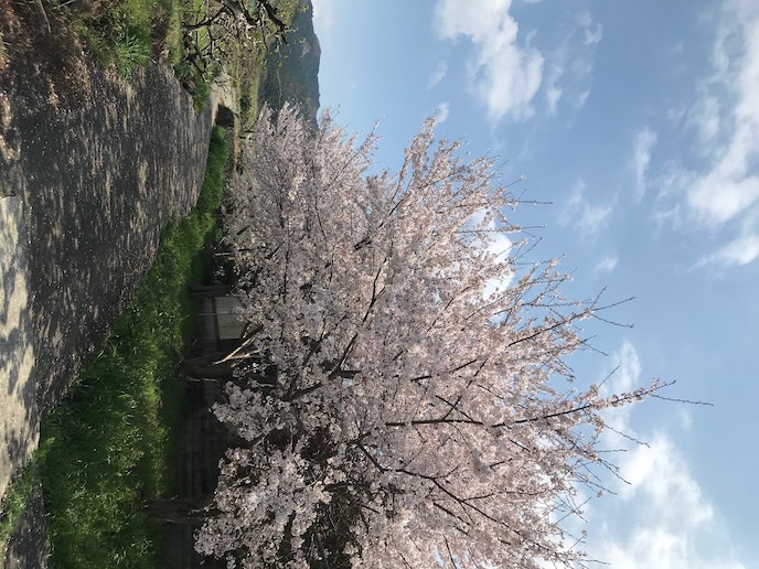 10mほど先の桜