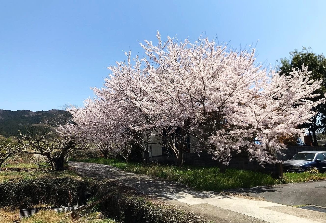 10mほど先の桜
