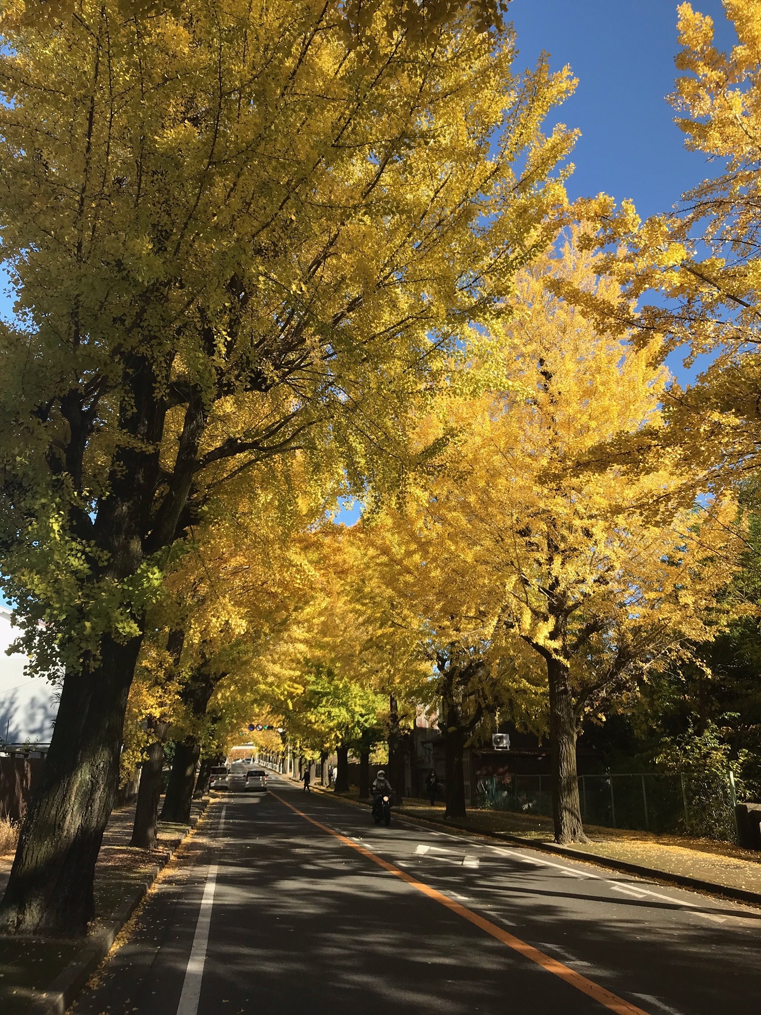 天理の銀杏並木　車で約8分