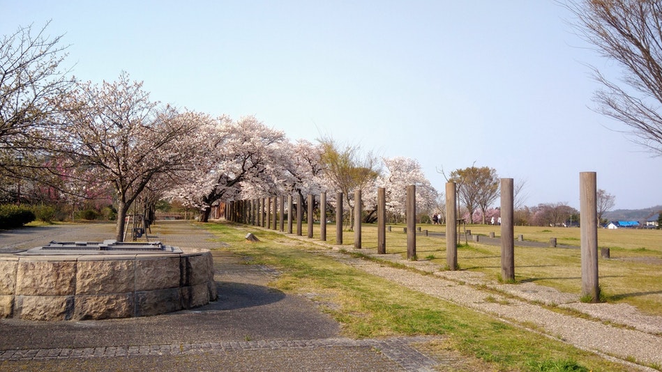 伯耆国分寺跡に隣接する法華寺畑遺跡。国分尼寺の跡とされるこの場所は、桜の季節ライトアップされます。