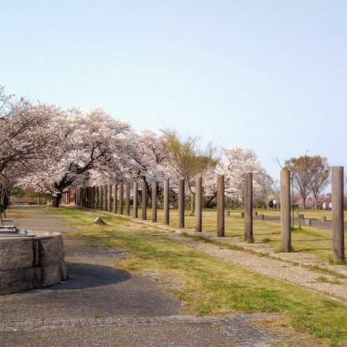 伯耆国分寺跡に隣接する法華寺畑遺跡。国分尼寺の跡とされるこの場所は、桜の季節ライトアップされます。