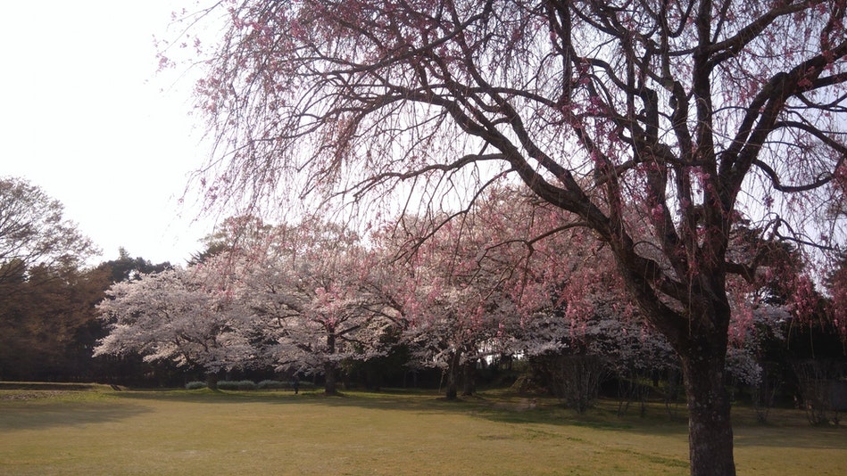歴史公園「伯耆国分寺跡」は隠れた桜の名所。訪れる人も少なめで、ゆったりと桜が楽しめます。