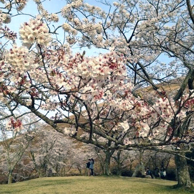 ［大室山の桜の里］