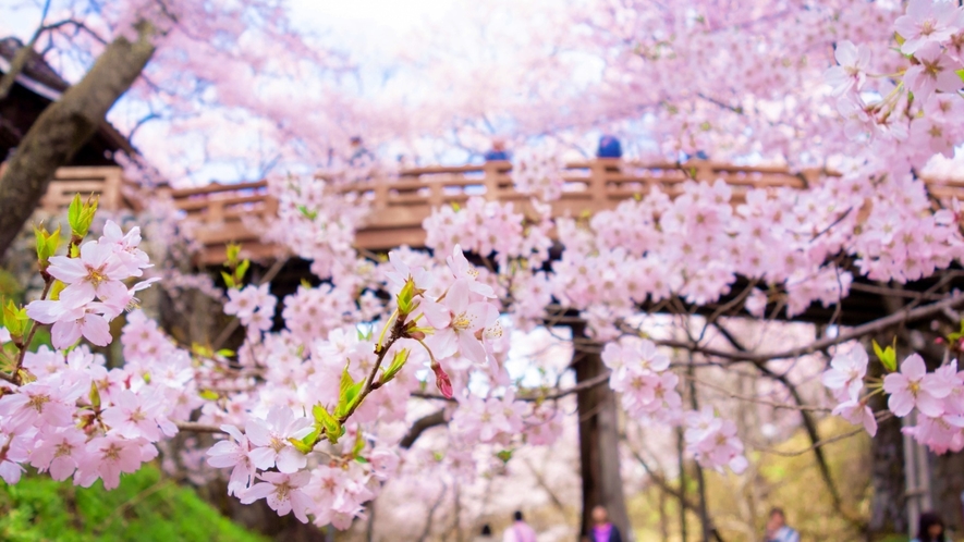 【周辺】天下第一の桜！高遠城址公園は車で30分ほどです。