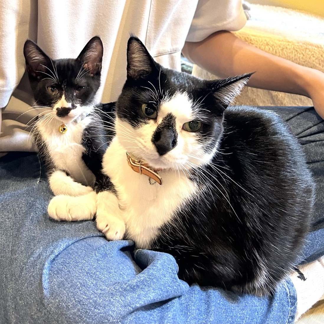 ≪食事なし≫★猫好きサン必見！夕食たべずに猫まみれ3時間プラン♪