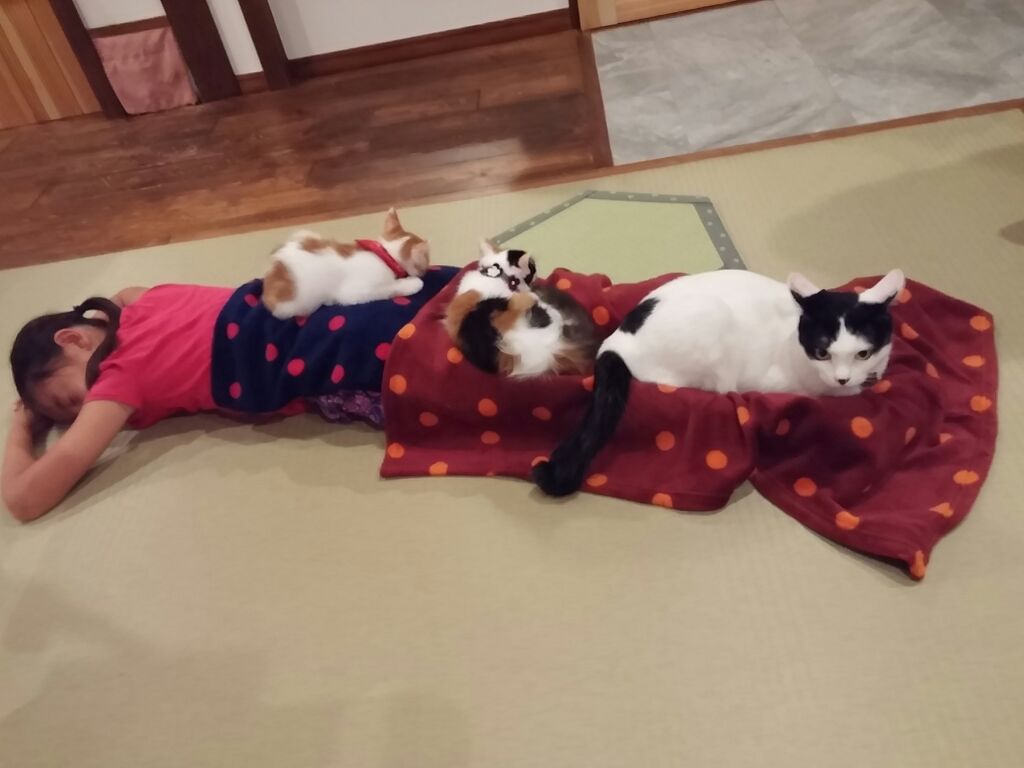 ≪食事なし≫★猫好きサン必見！夕食たべずに猫まみれ3時間プラン♪