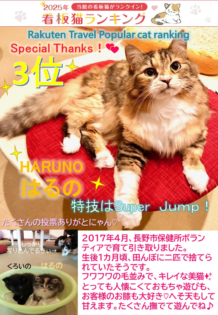たくさんの応援をいただき、2025楽天トラベル　看板猫ランキングは3位入賞いたしました！ありがとうございました。
