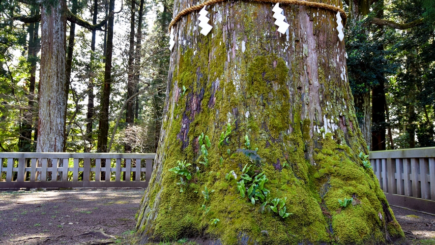 *【霧島神宮】ご神木はなんと樹齢800年！南九州全ての杉の木の先祖だという説も・・・！？
