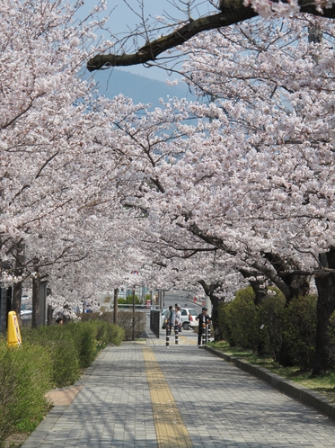 見事な桜並木に、長野の春を感じてください。