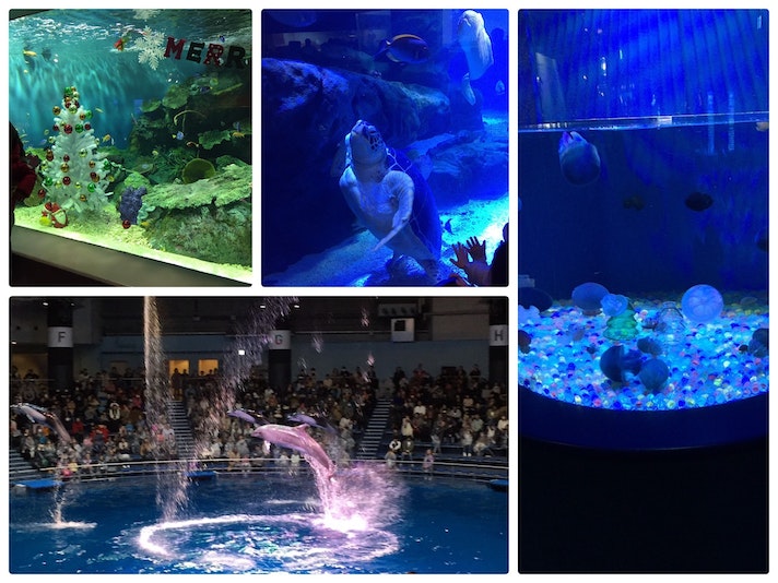 しながわ水族館  Shinagawa Aquarium