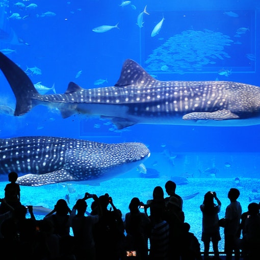 美ら海水族館 車で20分 /  Churaumi Aquarium 20min by car