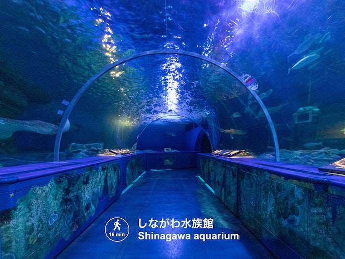 しながわ水族館。PATRIE OHMOIRI IIから徒歩16分。Shinagawa aquariu