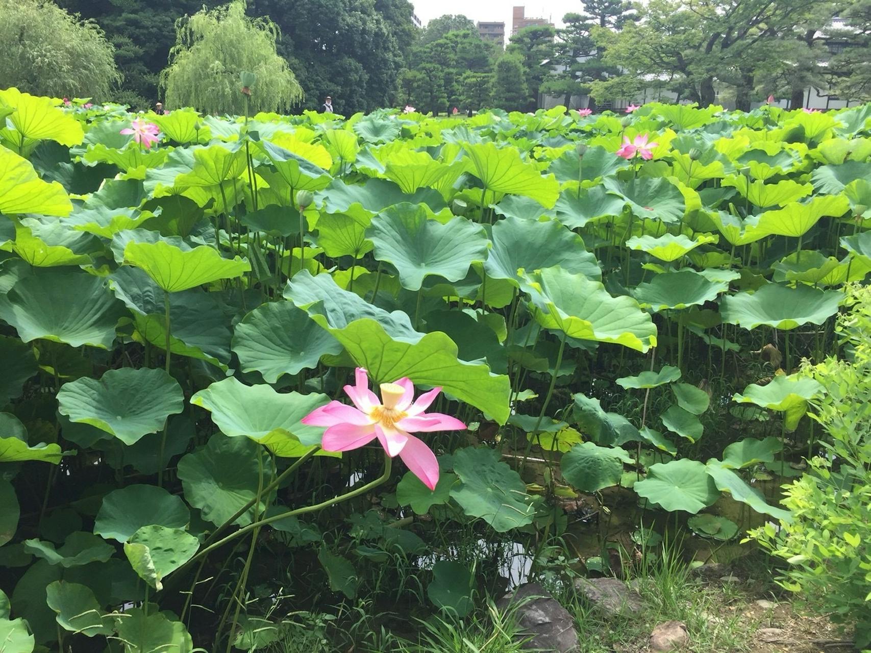 栗林公園　蓮の花