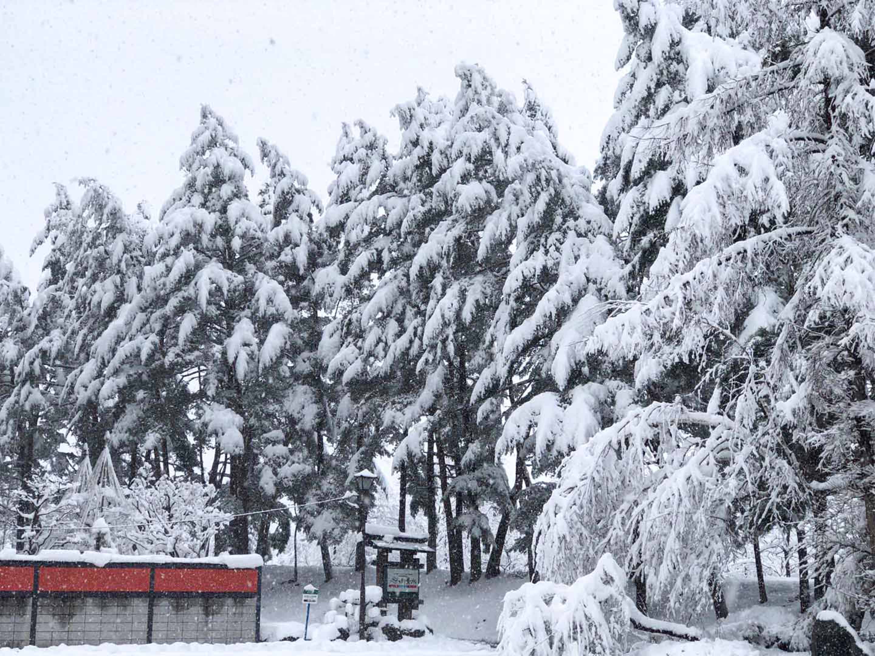 ・【ホテル前】（冬）　木々に積もった美しい雪景色