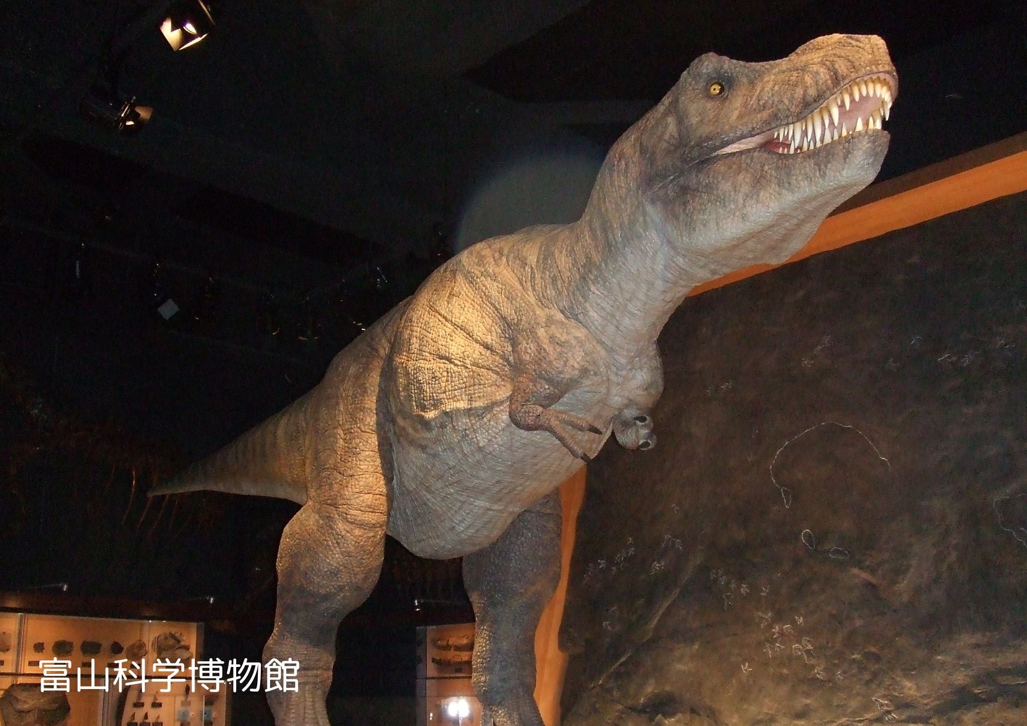 【夏休み企画】富山市博物館共通券・屋内プール・ジム利用券付　アクティビティ宿泊プラン（1泊2食付）