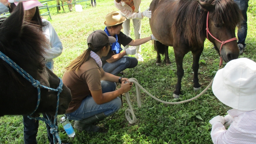 【美馬森　八丸牧場】乗馬体験や牧場作業の体験ができます