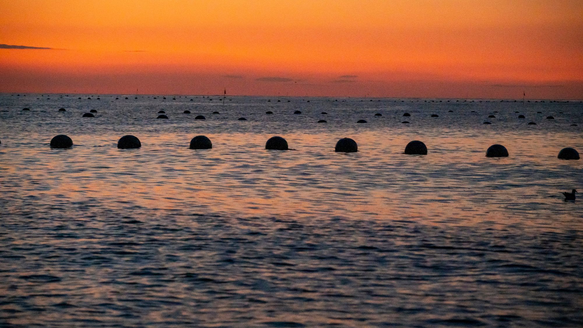 奥松島の豊かな海が質の高い海苔や牡蠣を育んでいます。