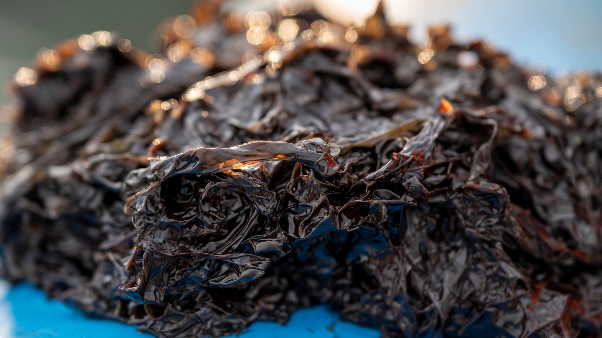 浜ごとのこだわりで育てられる東松島産の海苔。磯の香り豊かな味わいです。