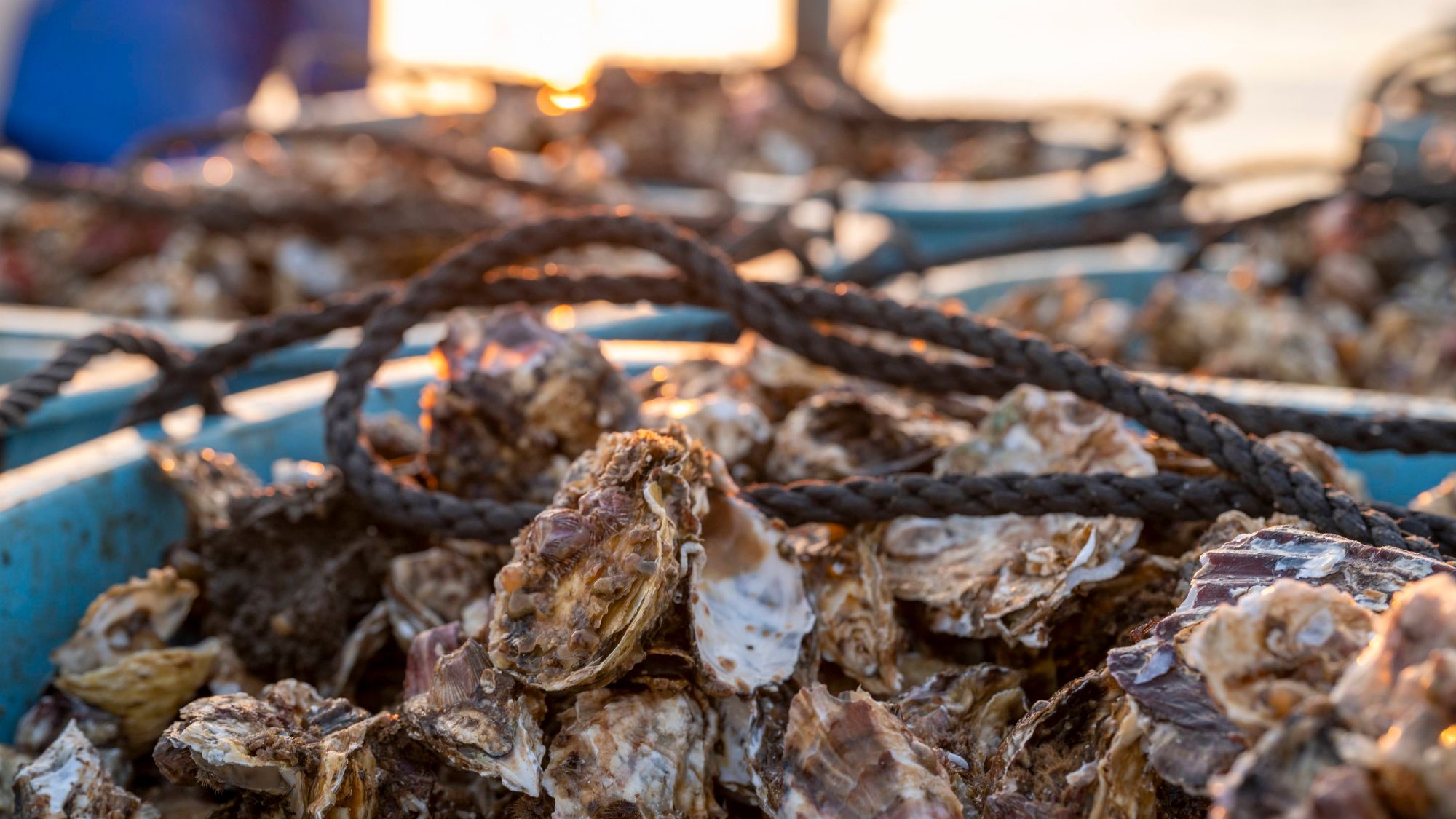 冬の松島を代表する味覚「牡蠣」。新鮮な牡蠣をぜひご賞味ください。