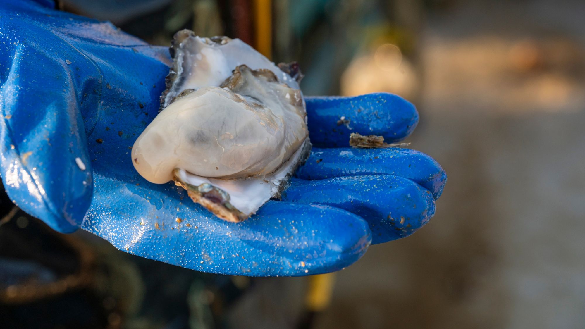 奥松島で水揚げされた新鮮な牡蠣。濃厚な旨味と大ぶりな身が特徴です。