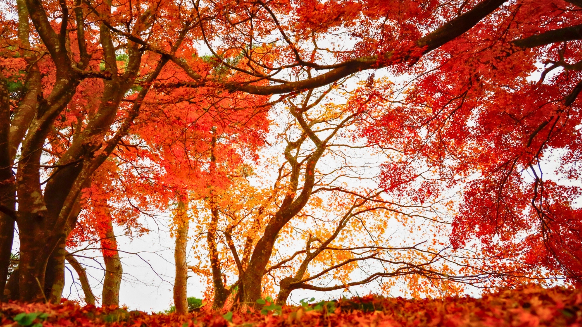 【大高森】色鮮やかな木々たちに囲まれた参道の散策も心地よい季節。