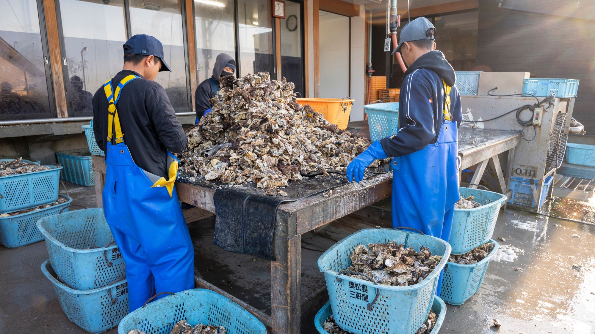 水揚げされた牡蠣の選別作業。旬の牡蠣は格別の美味しさです。