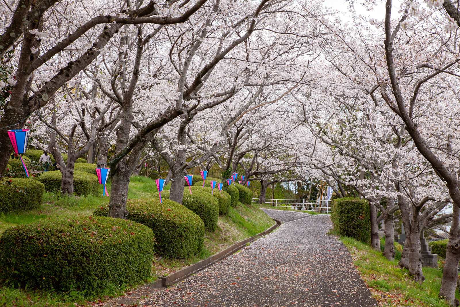 臥竜ヶ岡公園の桜