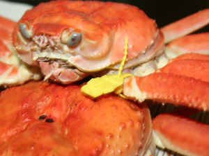 民宿ニュー越前 写真 動画 楽天トラベル 民宿ニュー越前 写真 動画 楽天トラベル