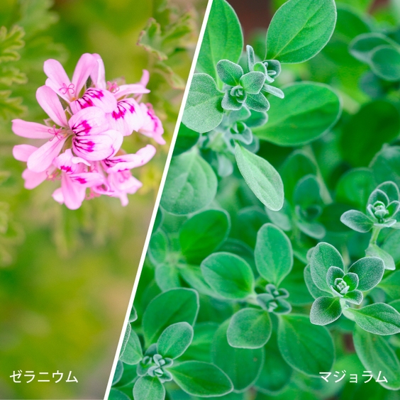 秋の四季限定エステセット宿泊プラン 【4月以降 営業内容変更】女性専用フロア 