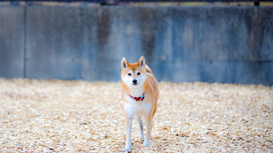 屋外の大型ドッグラン