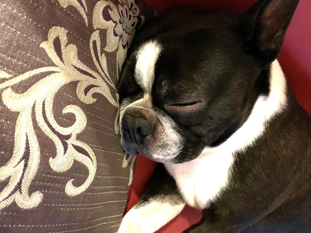 《数量限定！！》愛犬と泊まれる☆ドッグステイプラン！