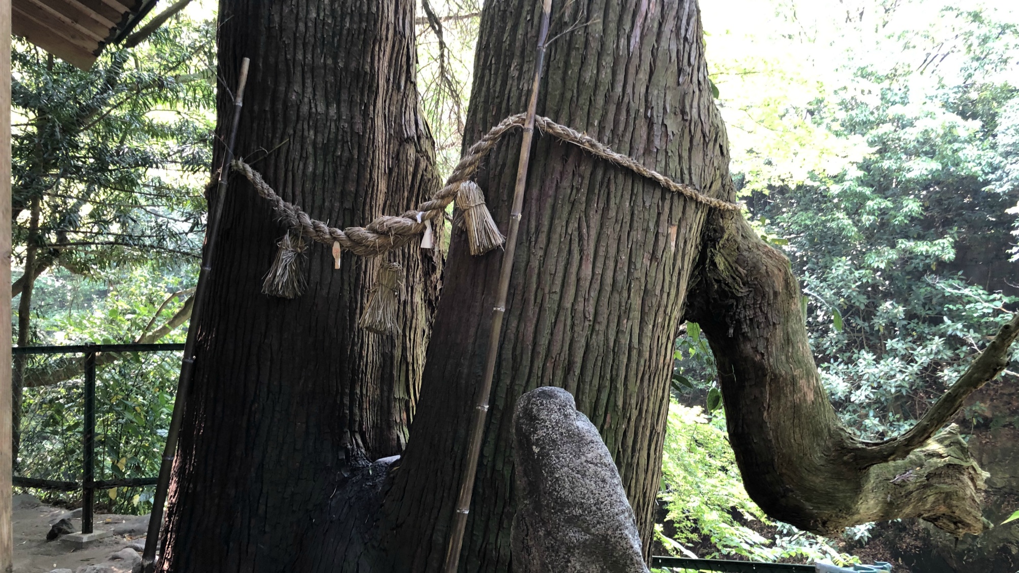神龍八大龍王神社：神社の裏にご神木「夫婦杉」があり手を当てると健康維持にご利益があるとされています。