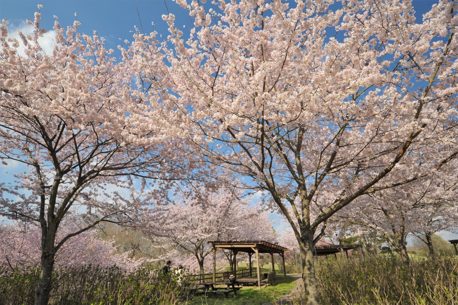 【まんのう公園】桜※季節によって四季折々のお花をご覧いただけます。