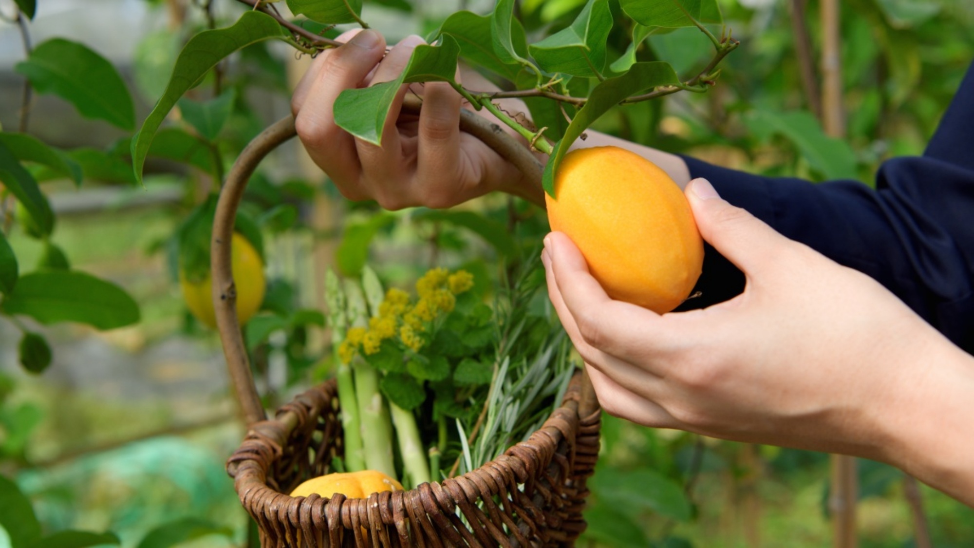 自家農園「OUR FARM」