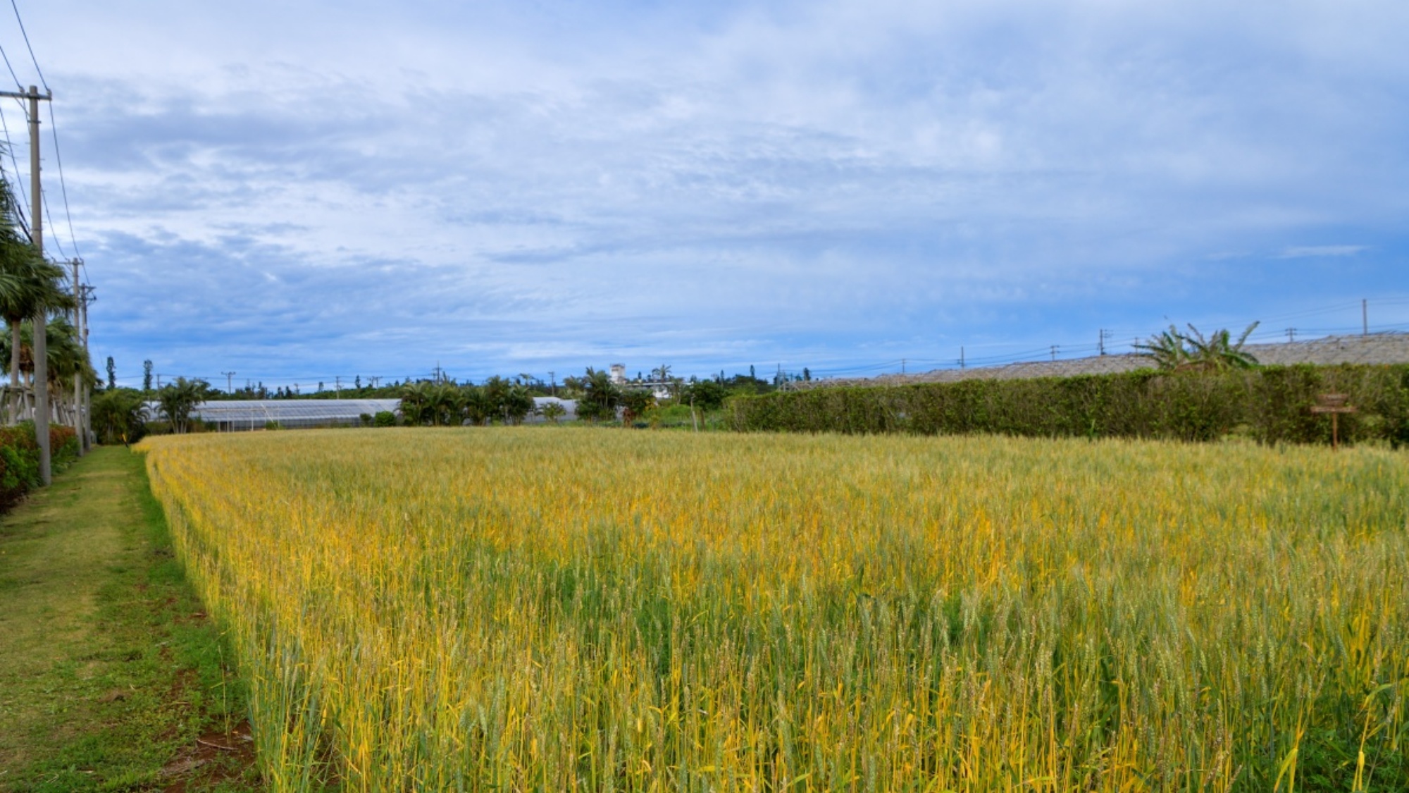 自家農園「OUR FARM」野菜やハーブ類、小麦など、年間を通して多彩な植物を栽培しております。