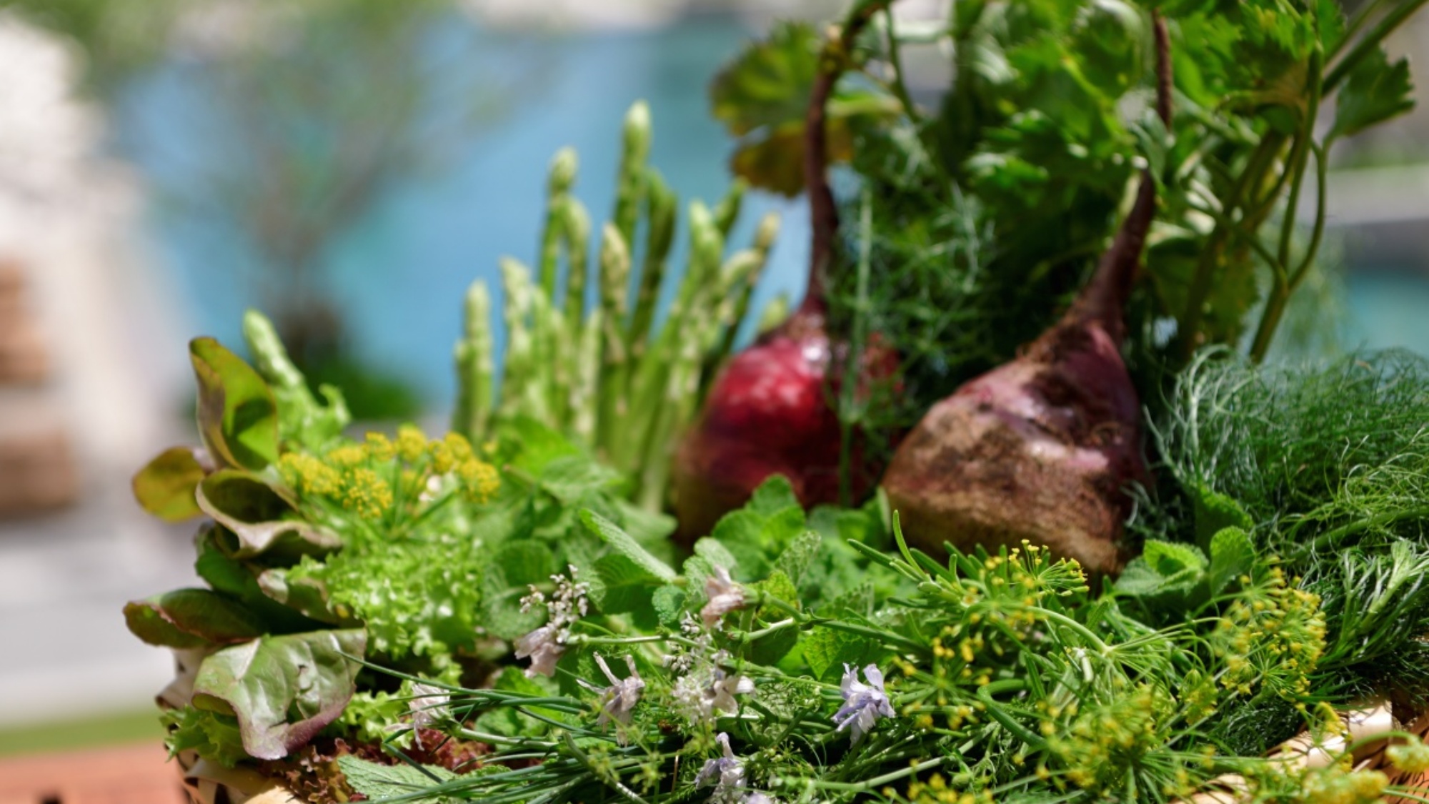 自家農園「OUR FARM」