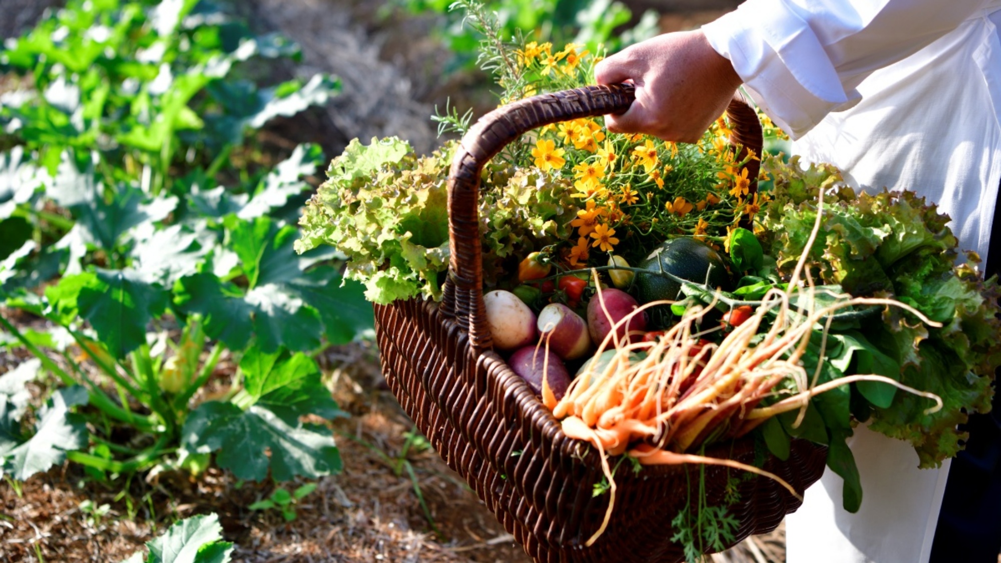 自然農法で育てた自家農園「OUR FARM」産の野菜やハーブをでシェフ自らが吟味してご提供します。