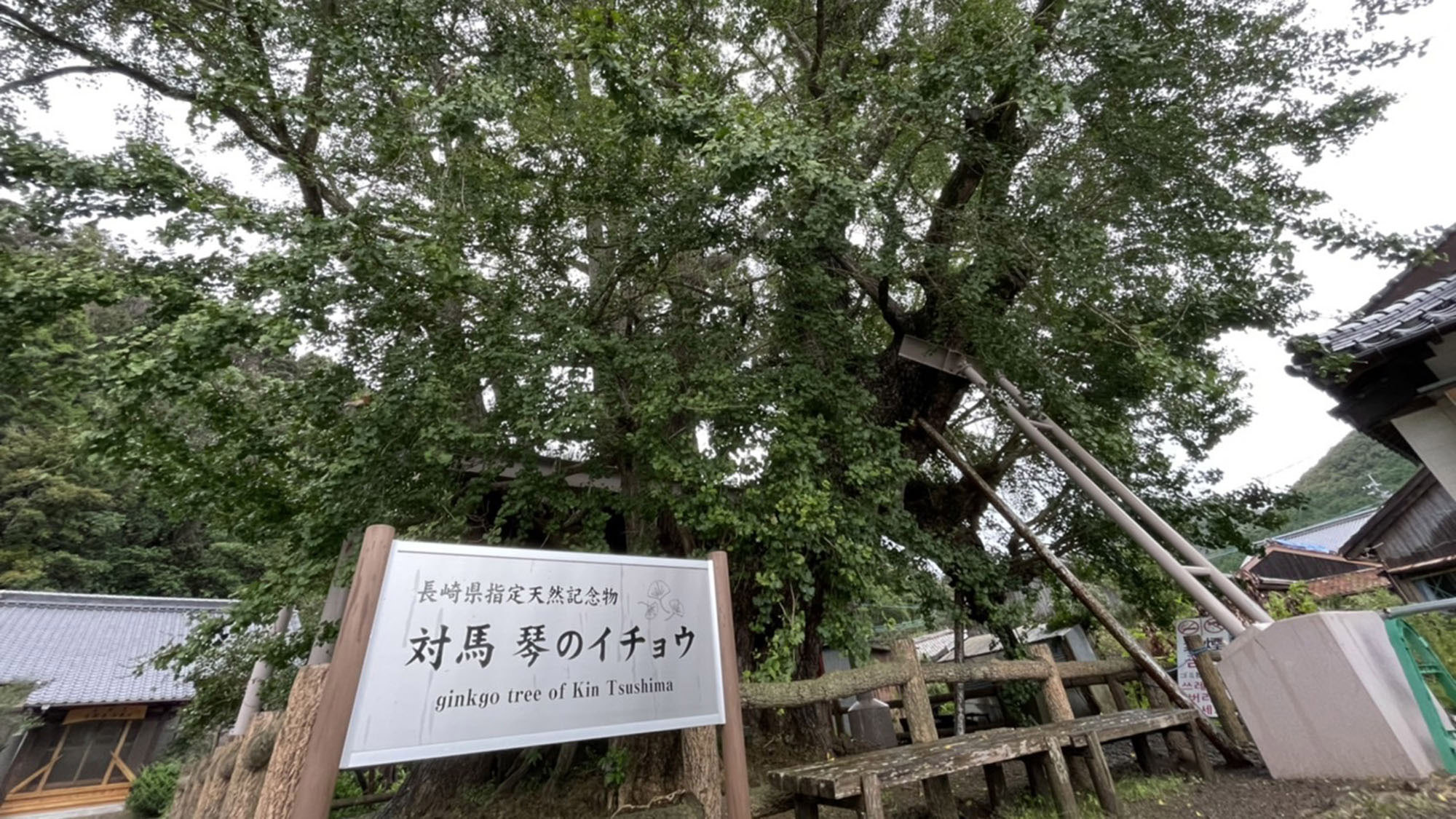 【琴（きん）の大銀杏】