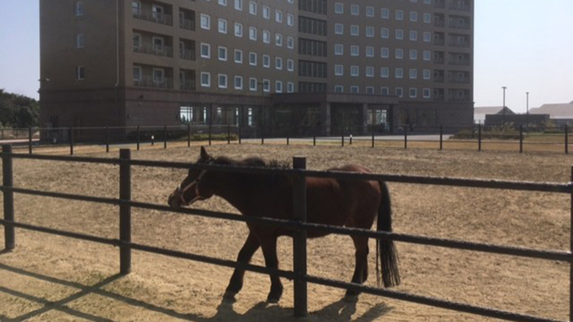【対州馬がお出迎え♪】