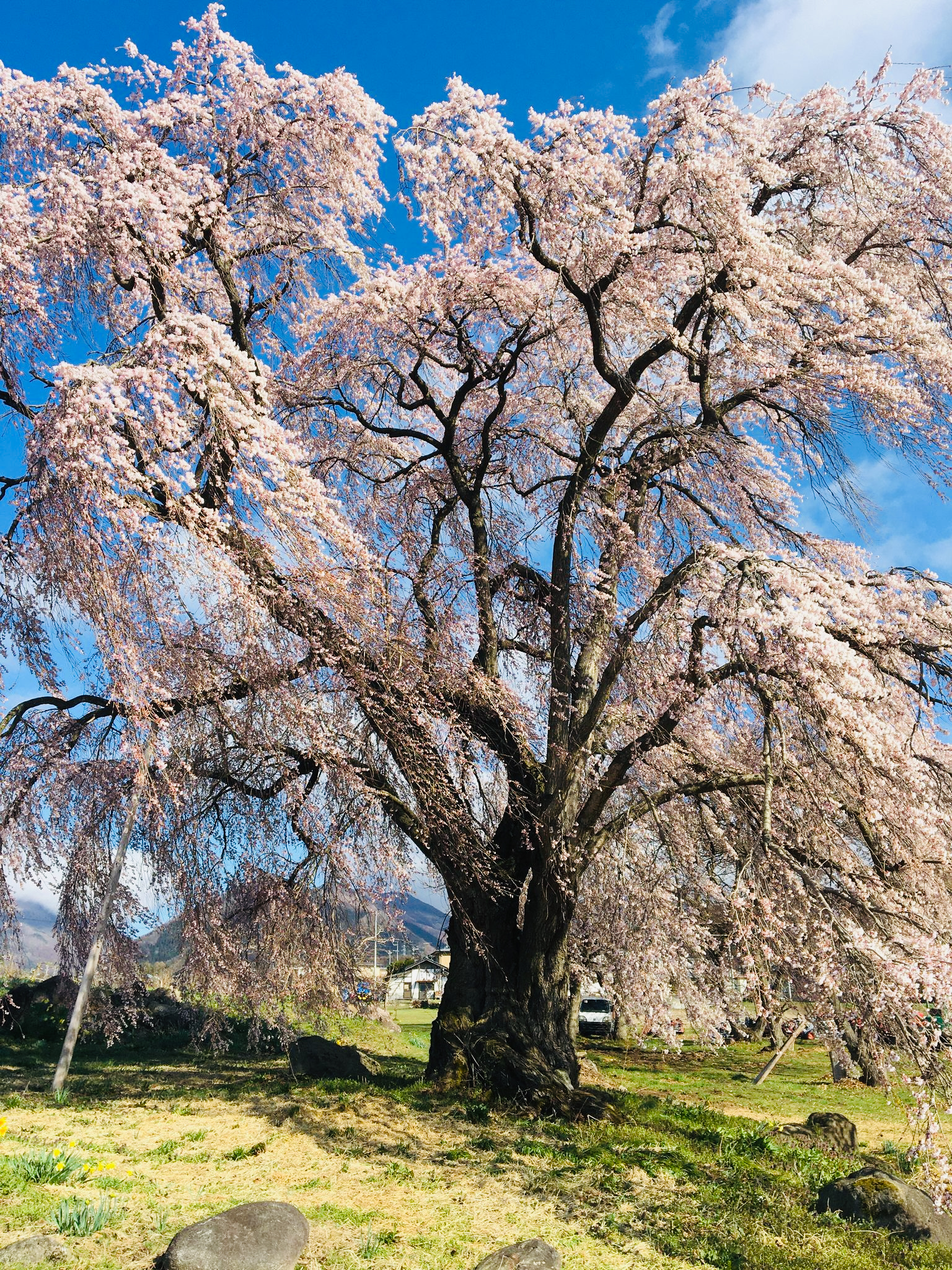 高山村五代桜04