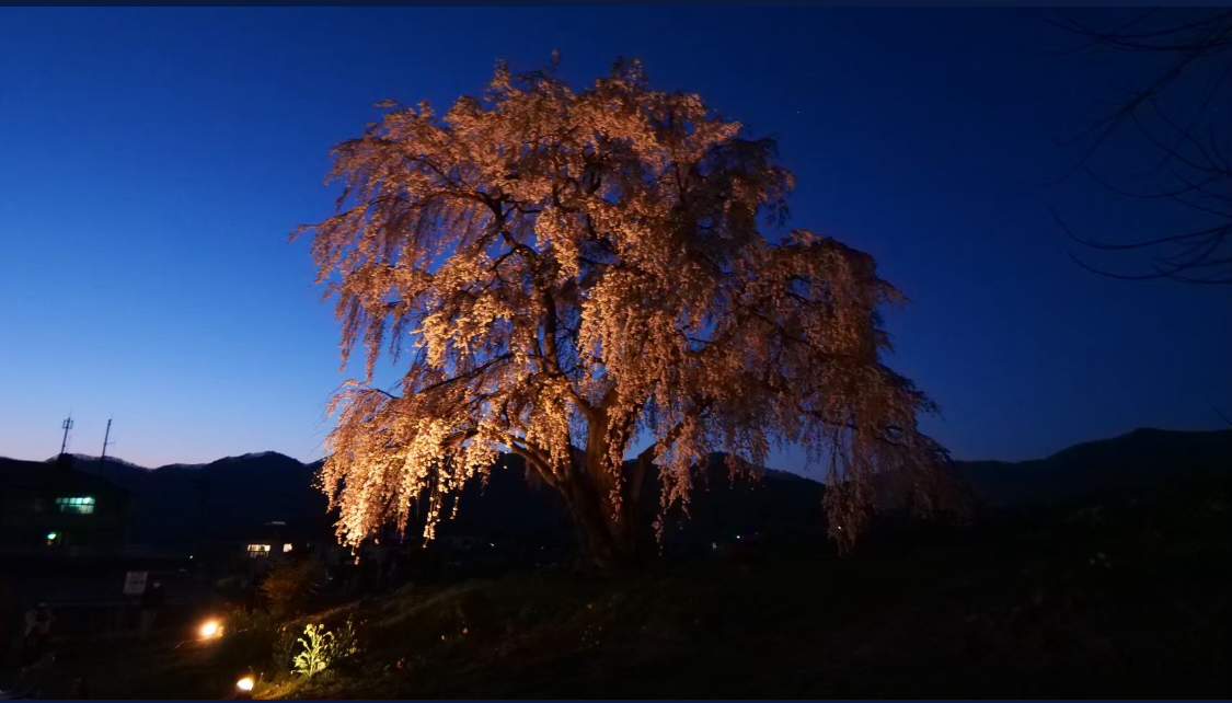 高山村五代桜02