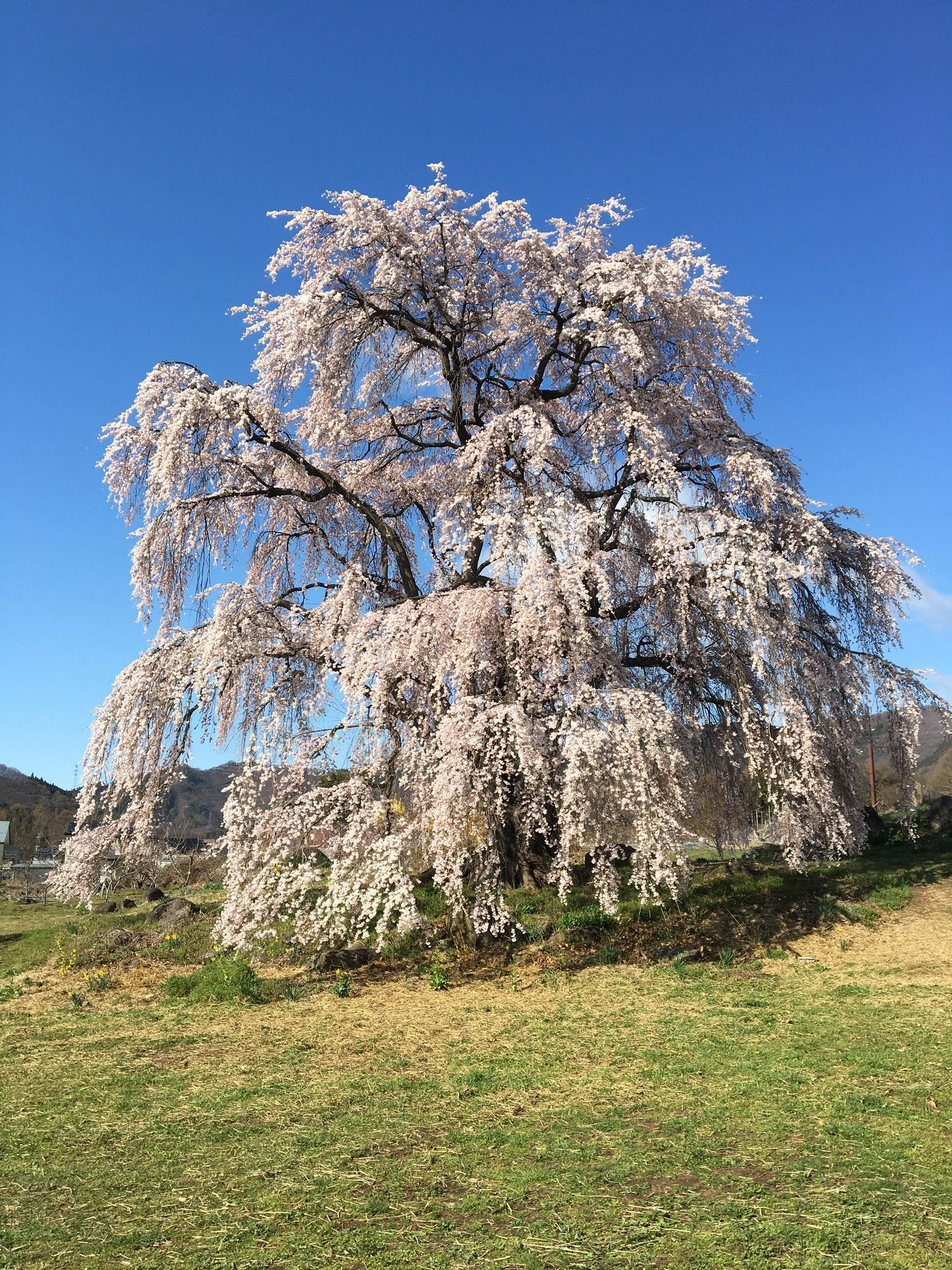 高山村五代桜03