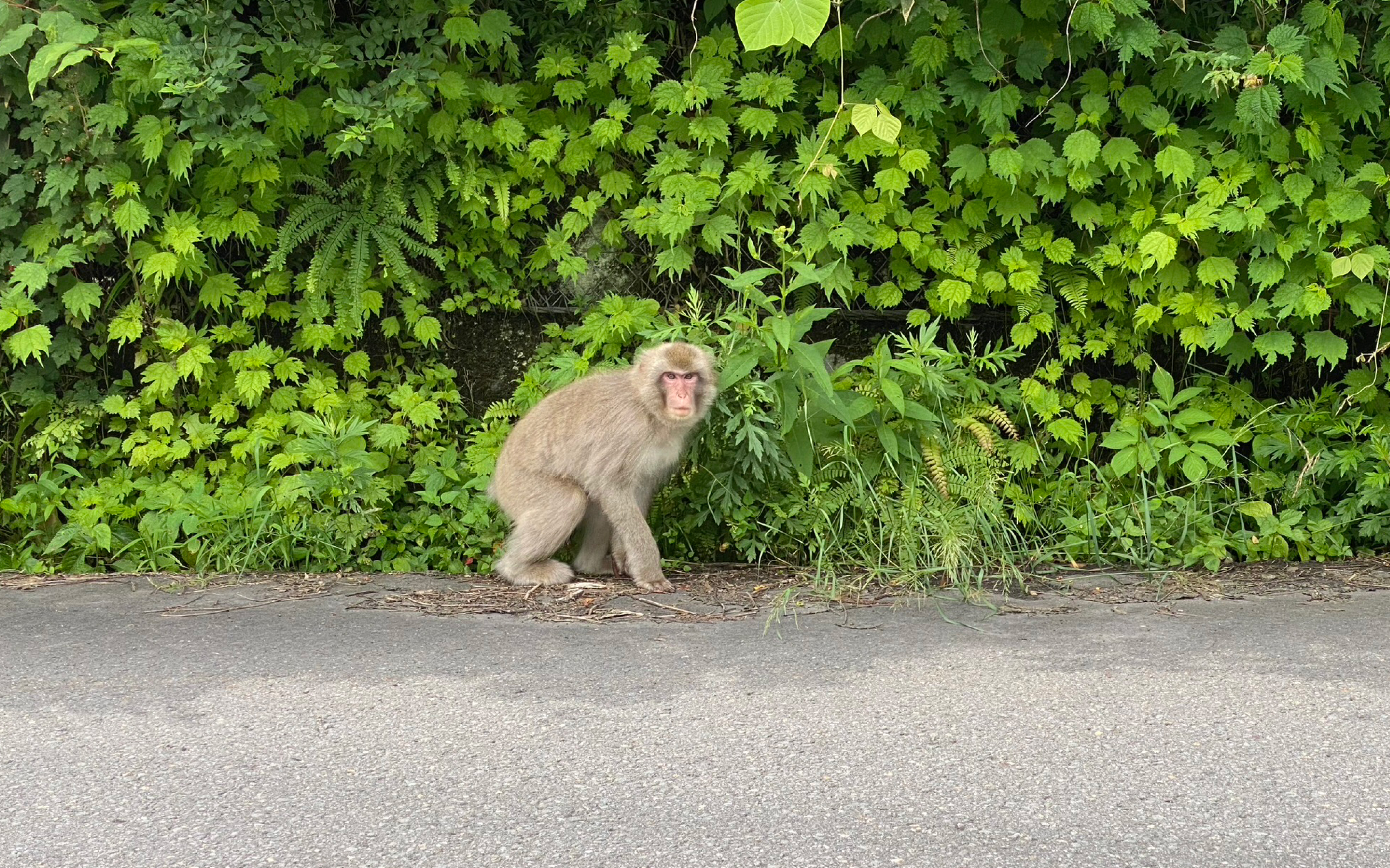 天然サファリパーク：猿