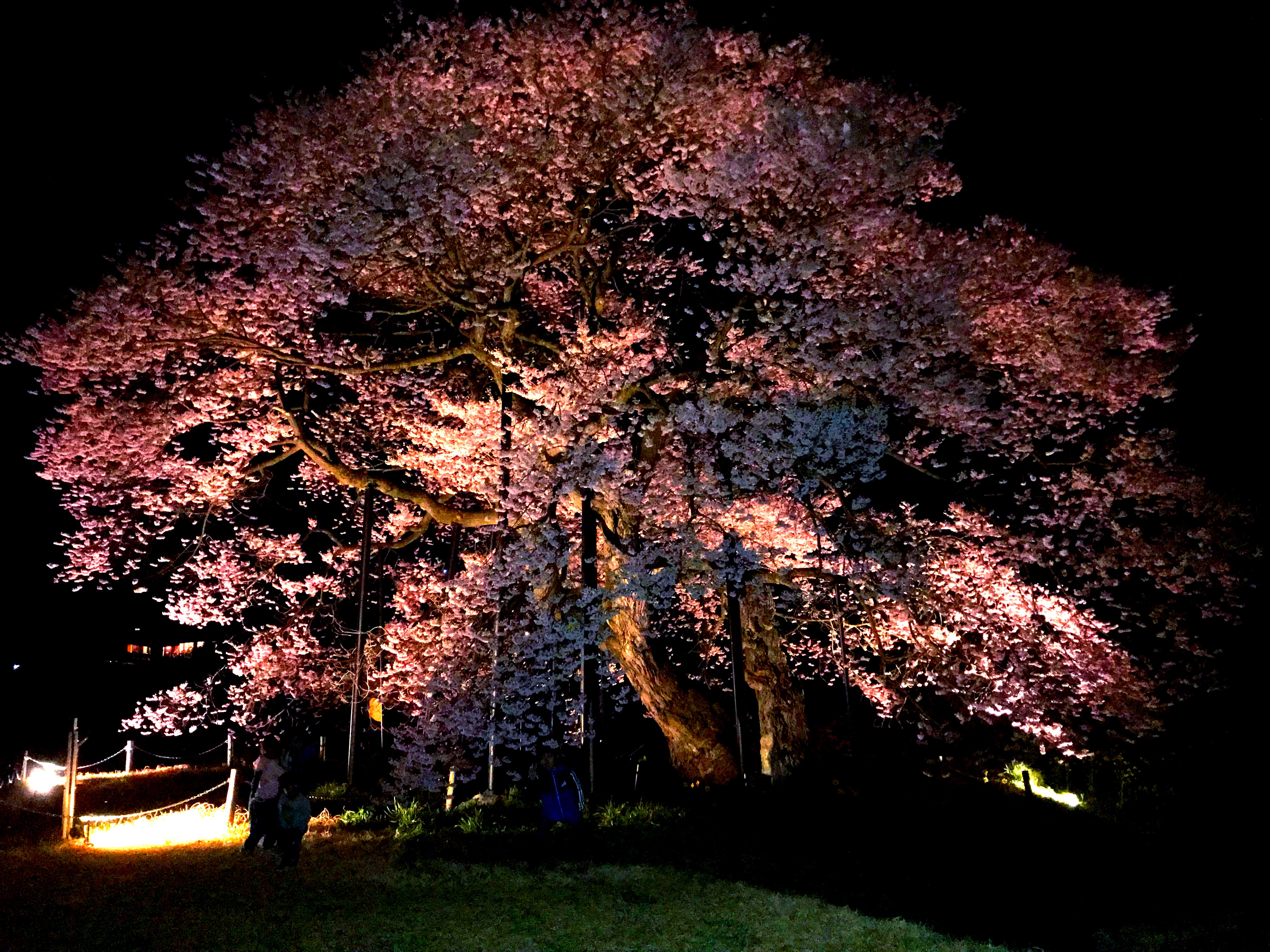 高山村五代桜05