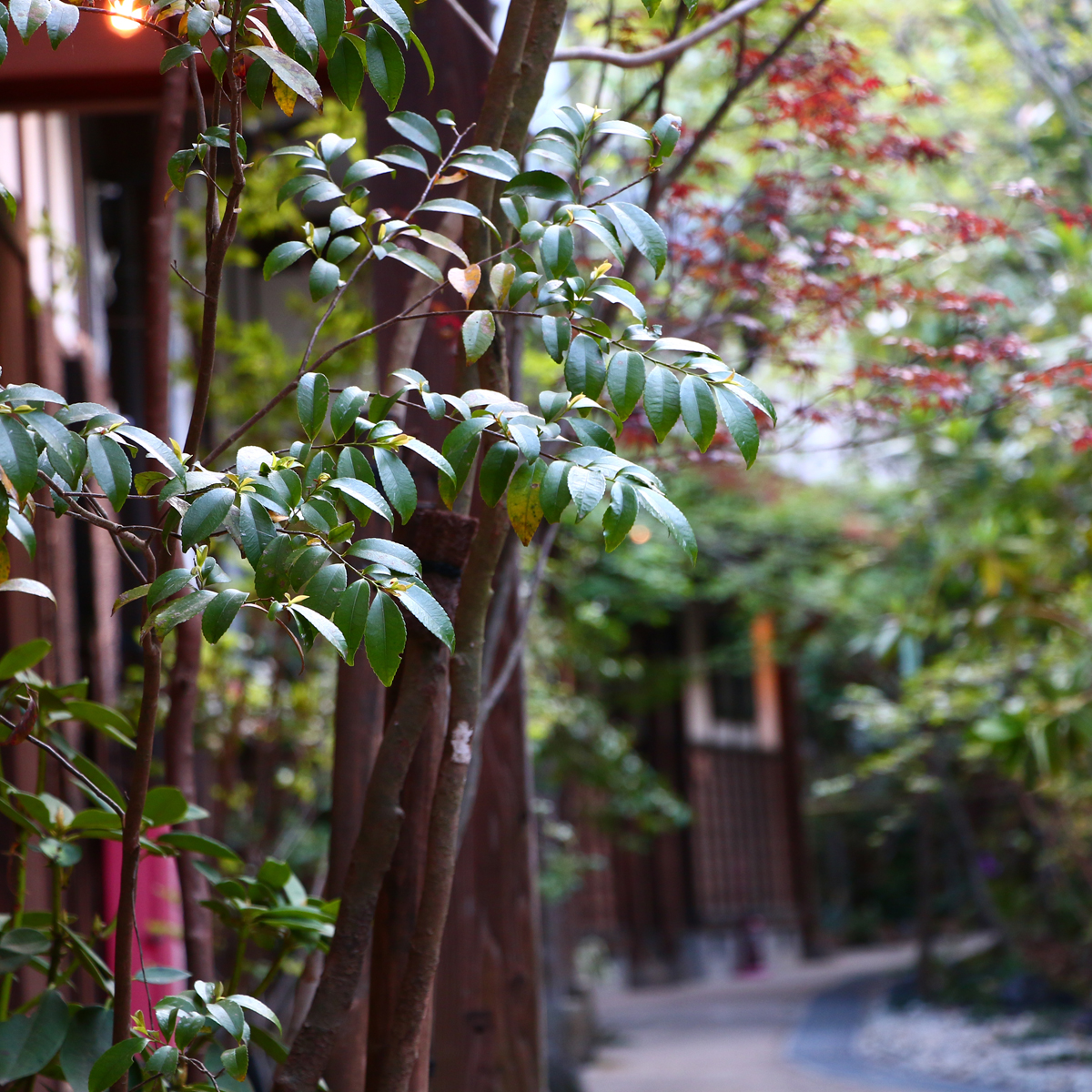 敷地内は雑木林のような雰囲気。緑に囲まれた建物ではなく、緑の中にある建物です