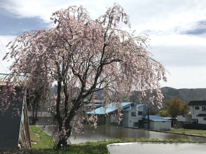 水田と枝垂桜