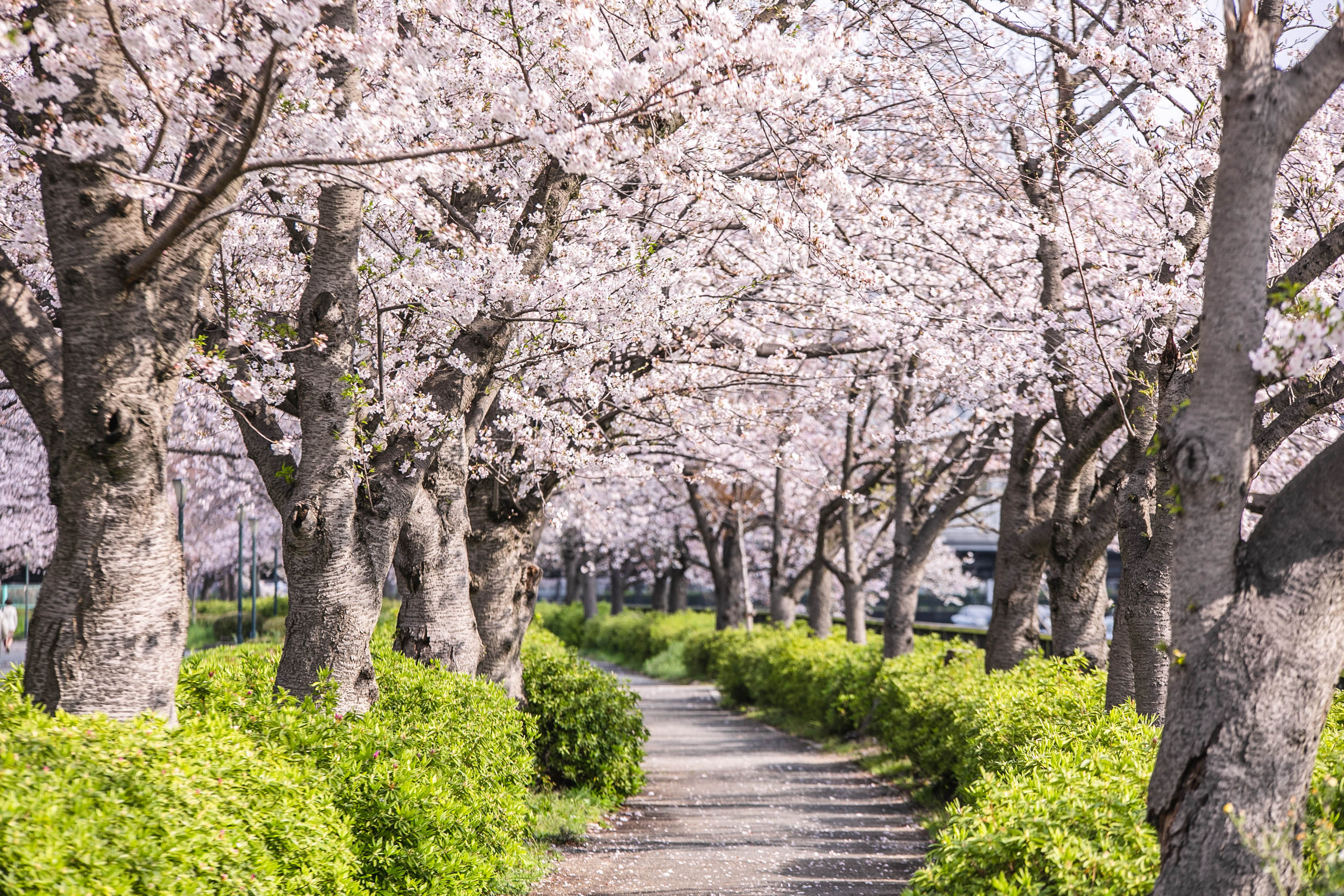 春の大川沿いの桜並木