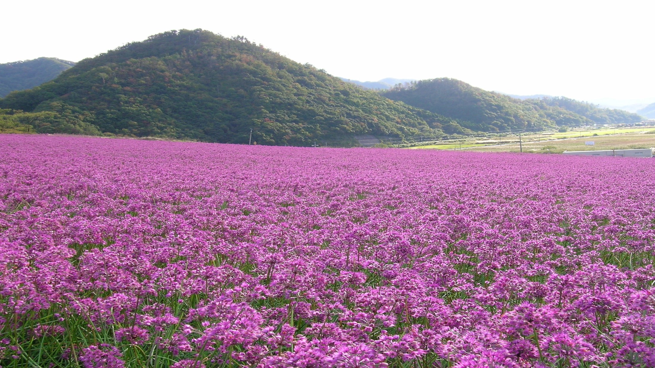 写真提供：鳥取県　ラッキョウ畑